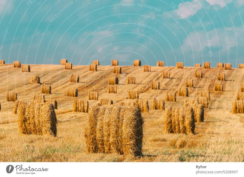 Sommer Heurollen Strohfeld Landschaft. Heuhaufen, Heurolle trocknen landwirtschaftlich Ackerbau Ballen schön Umwelt Feld goldene Farbe Heugarben Natur im Freien