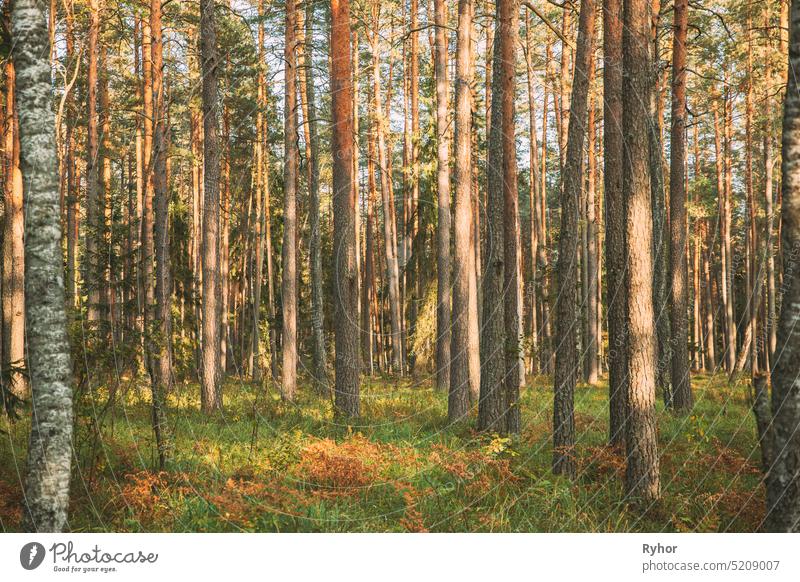 Kiefernstämme. Wälder im Nadelwald. Herbst Kiefernwald, immergrüne Kiefern Park Kofferraum gewachsen dünn Holz Immergrün Weingut Wald Ansicht im Freien