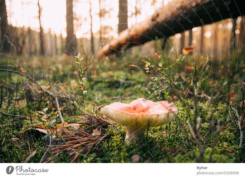 Russula Pilz Wachsende unter gefallenen Baum Kiefer im Herbst Wald umgestürzter Baum Russula emetica Hintergrund weißrussland Boke Bokeh Delikatesse essbar