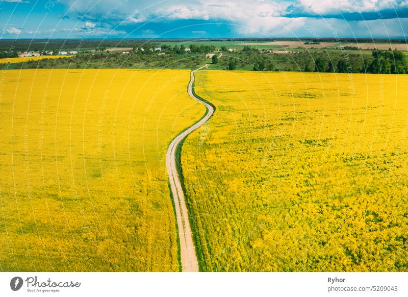 Luftaufnahme von landwirtschaftlichen Landschaft mit blühenden blühenden Raps, Ölsaat auf dem Feld im Frühjahr Saison. Blossom Of Canola Gelbe Blumen. Schöne ländliche Landstraße