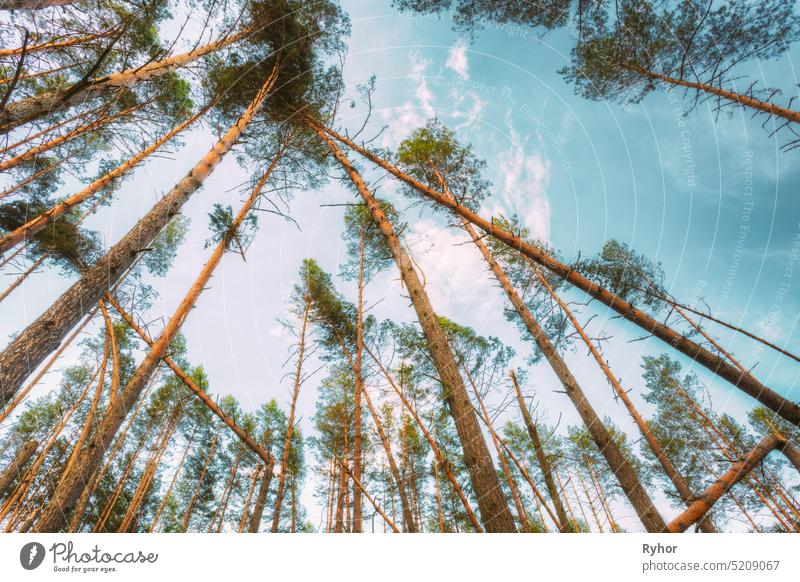 Windfall im Wald. Sturmschäden. angewinkelt Holz Ast Schaden gebrochen fallen Kiefer im Freien Kofferraum gestürzt Orkan Park geknackt Natur Fallobst Sommer