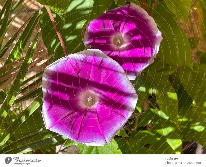 Dreifarbige Prunkwinde, Ipomoea, tricolor Ipomoea purpurea Tricolore Blaue Kaiserwinde Windengewächse (Convolvulaceae) Trichterwinde Prachtwinde Sommerblume