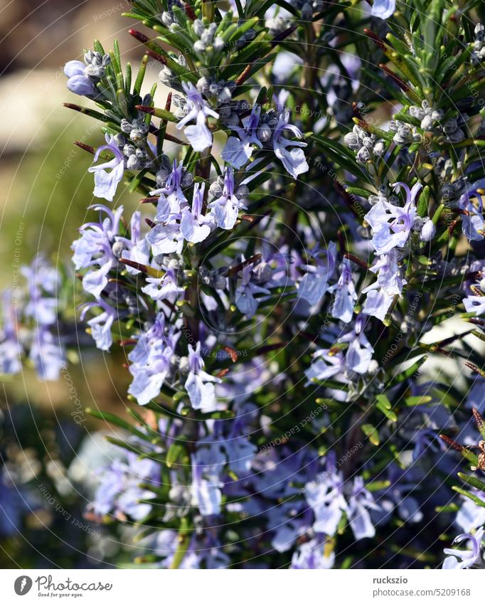 Rosmarin, Rosmarin officinalis rosmarin Rosmarinus Strauch heilpflanze kräuter Kuechenkraut Kuechengewuerz Gewürz Gewürzkraut Gewürzpflanze Heilkraut Duftkraut