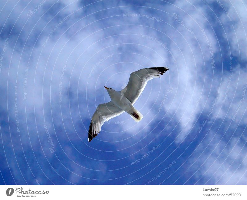 Möwe weiß Meer Vogel Tier Wolken Luft Unendlichkeit Natur Frieden Himmel möve blau Freiheit Flügel fliegen Lachmöwe blue white sea freedom bird animal wings sky