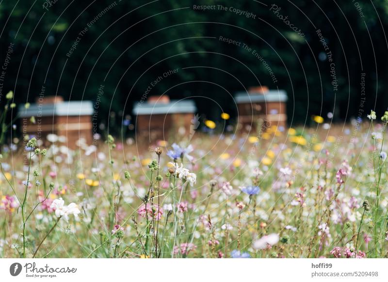 Blumenwiese oder auch Bienenweide mit verschwommenen Bienenstöcken im Hintergrund Frühling Blütenknospen Frühlingsgefühle Bienenstock Imkerei imkern