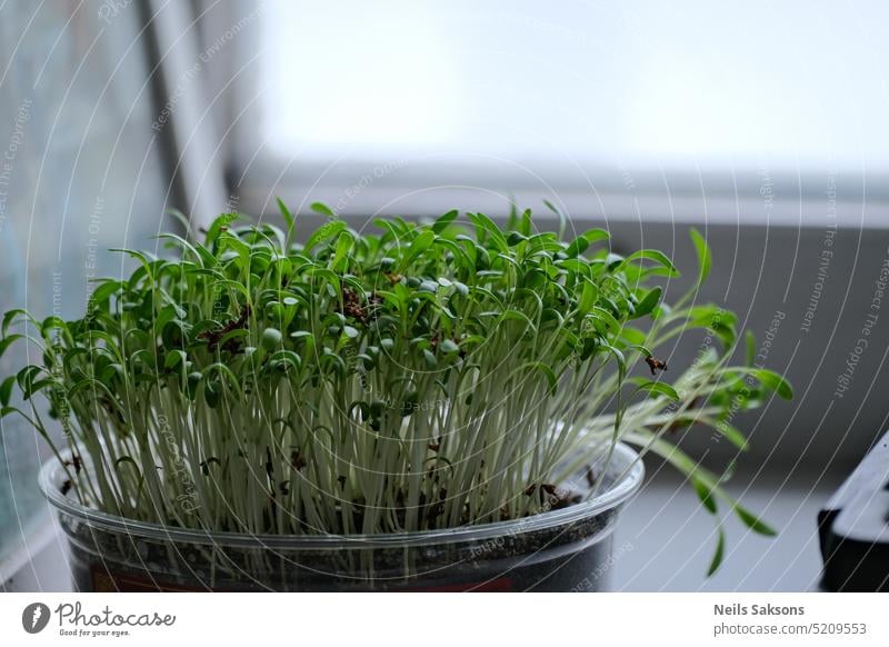 Wachsende Microgreens auf der Fensterbank. abstrakt Ackerbau Appetit & Hunger Aroma Hintergrund Nahaufnahme Entzug Diät Essen essbar Lebensmittel frisch Garten