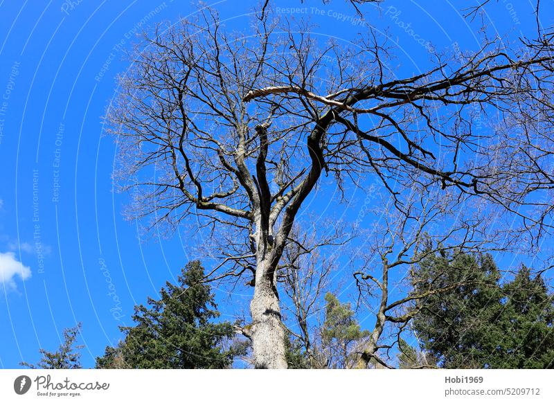 Abgebrochener Ast steckt in der Krone eines Baumes Baumkrone oben abgebrochen lose Gefahr gefährlich Zweig Holz Wald hölzern fallen Himmel wolkenlos Forst