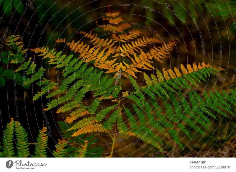 Grüner Farn im Sommer im Wald, orangefarbene Blätter durch Wassermangel verfärbt Wurmfarn Natur Pflanze Pflanzen Farnarten Farnblatt Blatt Wildpflanzenfarne