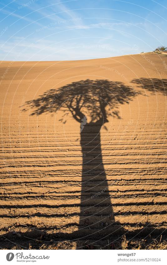 Schatten eines Baumes auf gepflügten Bördeacker Bördelandschaft Acker Bördeboden umgepflügt gepflügtes Feld Herbst Blauer Himmel Horizont Schönes Wetter