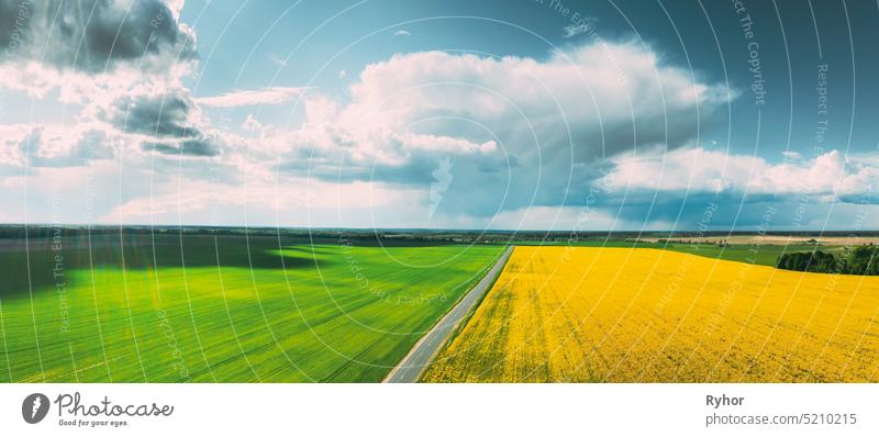 Luftaufnahme der landwirtschaftlichen Landschaft mit blühenden blühenden Raps, Ölsaat und grüner Weizen auf dem Feld im Frühling Saison. Blossom Of Canola Gelbe Blumen. Schöne ländliche Landstraße