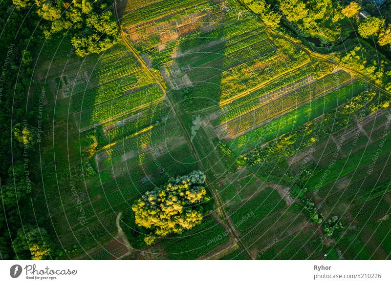 Luftaufnahme eines Gemüsegartens. Kartoffelplantage am Sommertag. Dorf Garten Betten Antenne landwirtschaftlich Ackerbau schön Landschaft erhöhte Ansicht Europa