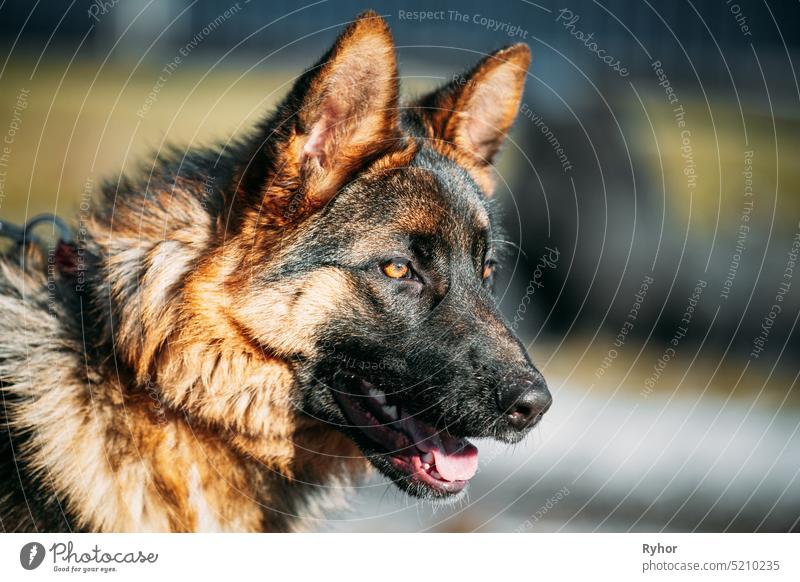 Close Up Beautiful Young German Shepherd Elsässer Wolf Hund. jung niedlich Frühling braun deutsch Deutsch Reinrassig Pose züchten Deutscher Schäferhund Kopf