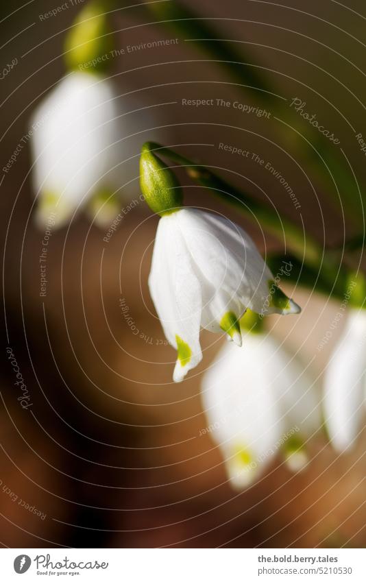 Schneeglöckchen Frühling Blüte weiß grün Pflanze Blume Natur Farbfoto Blühend Außenaufnahme Frühlingsgefühle Tag Frühlingsblume Schwache Tiefenschärfe