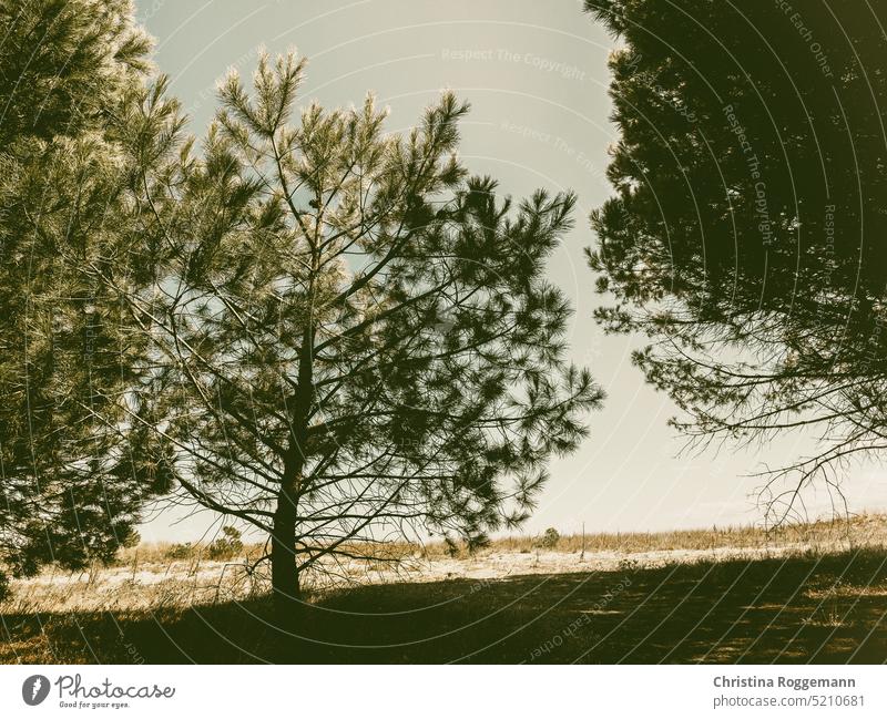 Pinienbäume an einem Strand in Süditalien Bäume Immergrün Laubwerk Kiefer im Freien Naturschutzgebiet Landschaft reisen Umwelt Sommer Ufer Klima Klimawandel