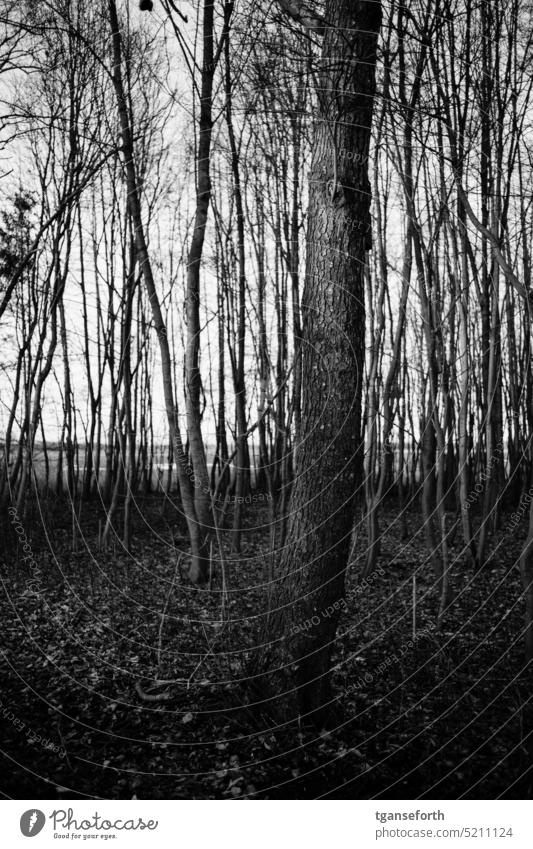 Wald im Winter kahl kahle Bäume Baumstamm Baumstamm im Vordergrund Natur Umwelt Außenaufnahme Himmel kalt Menschenleer Landschaft grau Wintertag ruhig