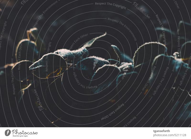 Raureif auf Rosenblättern kalt Frost Eiskristall Winter Menschenleer Natur Außenaufnahme Kälte Rosenblatt Winterstimmung Nahaufnahme Jahreszeiten frostig