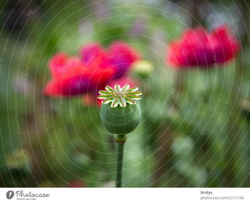 Mohnblumenkapsel vor blühenden Mohnblumen. Schwache Tiefenschärfe Schlafmohn Mohnkapsel Fruchtstand Opiat Mohnblüte Garten mohnblumen Droge Opiate Außenaufnahme