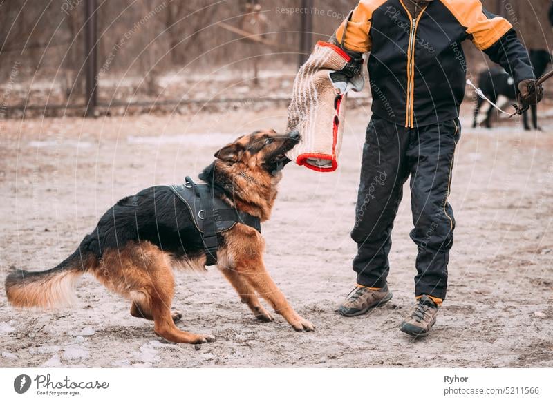 Deutscher Schäferhund Ausbildung. Beißender Hund. deutscher Hund Sicherheit Schutz Schafhirte bezaubernd Durchsetzung GSD Handler Mut Gehorsamkeitstraining