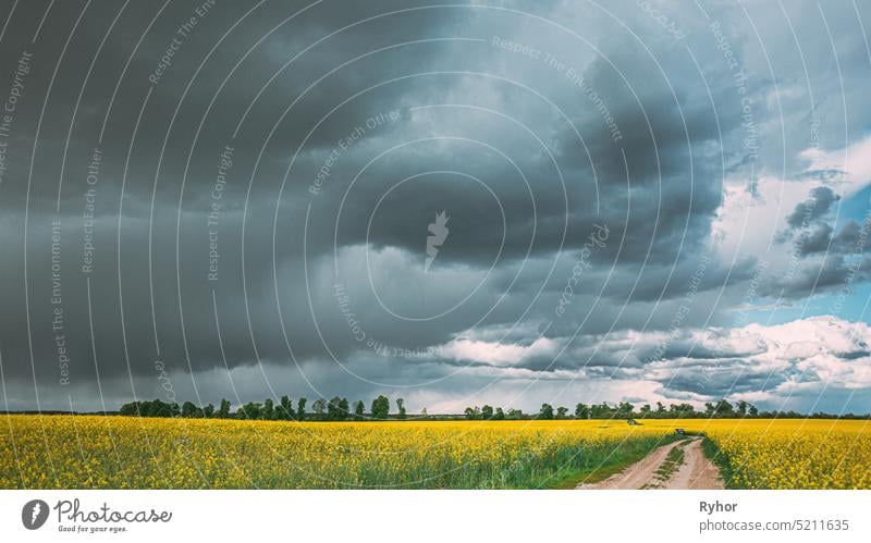 Dramatischer Regenhimmel mit Regenwolken am Horizont über ländlicher Landschaft Camola Colza Rapsfeld. Landstraße. Landwirtschaft und Wettervorhersage Konzept