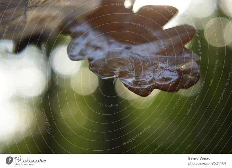 Herbstbokeh Pflanze Baum Blatt Eichenblatt nass blau braun grün schwarz weiß Wassertropfen benetzt Herbstlaub kreisrund Blattadern Wald Spaziergang beobachten