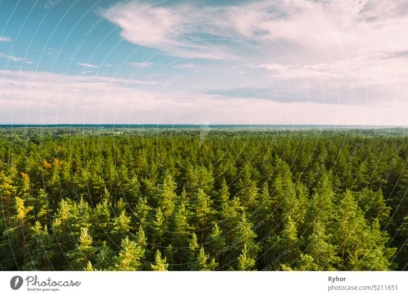 Aerial View of Green Pine Coniferous Forest In Landscape In Summer Evening. Top View From Attitude. Drone Ansicht der europäischen Wälder im Sommer Antenne