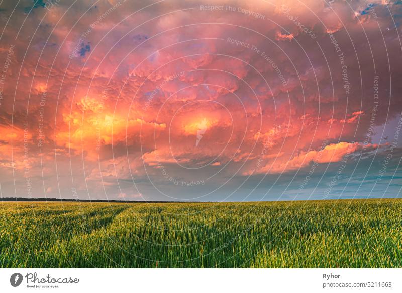 Sunset Dramatic Sky Over Rural Green Wheat Field. Frühling Saison. Veränderter Sonnenaufgang Himmel sonnig schön Ackerland Skyline Weizen Bauernhof