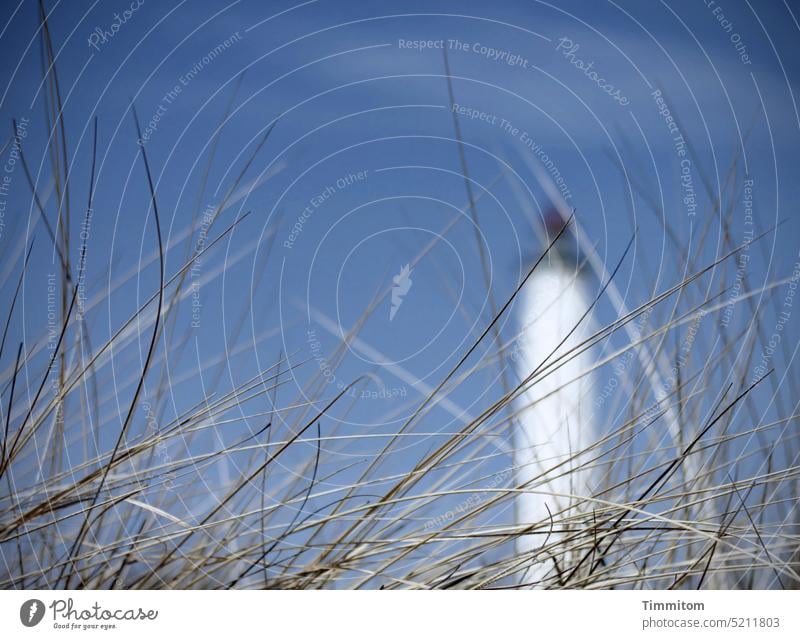 Dänische Halme und blauer Himmel Dünengras grun schönes Wetter Leuchtturm Lyngvig Fyr undeutlich Dänemark Ferien & Urlaub & Reisen Jütland Außenaufnahme Natur