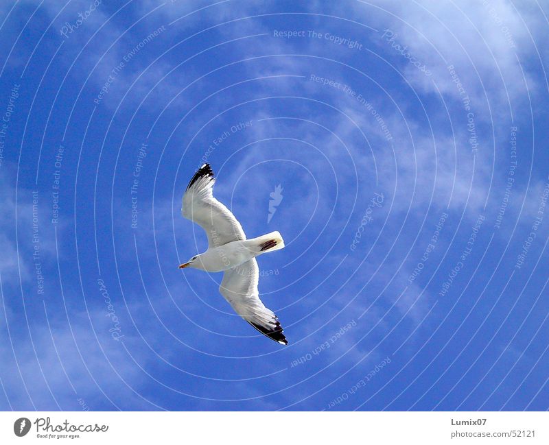 Möwe 2 weiß Meer Vogel Tier Wolken Luft Unendlichkeit Natur Frieden Himmel möve blau Freiheit Flügel fliegen Lachmöwe blue white sea freedom bird animal wings