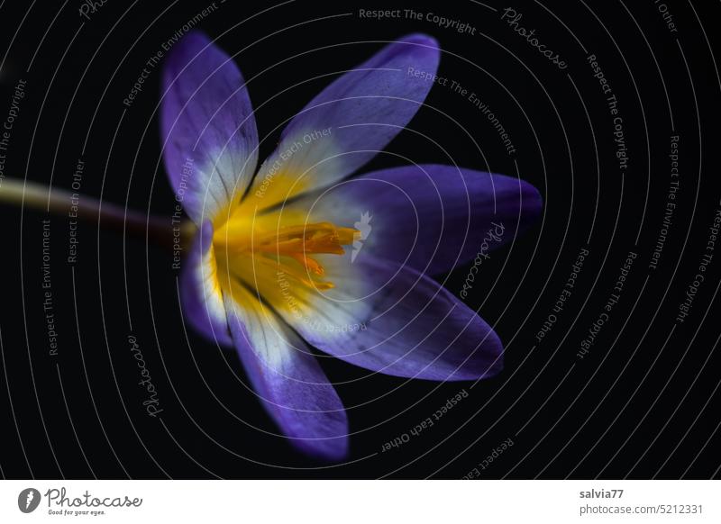 lila Krokusblüte vor schwarzem Hintergrund Blume Blüte blühend Frühling Natur violett Pflanze Frühblüher Farbfoto Frühlingsblume Krokusse Makroaufnahme