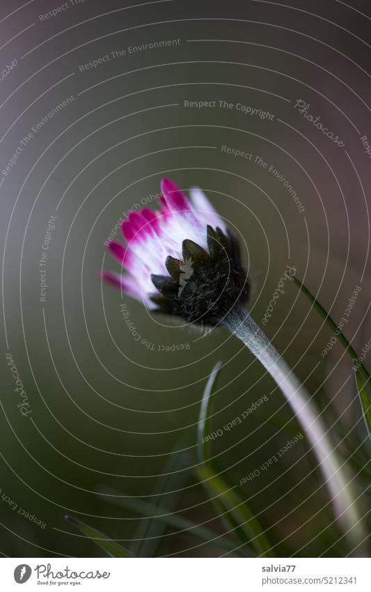 schüchternes Gänseblümchen Blüte Blume Frühling Natur Pflanze Blühend Bellis perennis Nahaufnahme Schwache Tiefenschärfe Makroaufnahme Wiese grün weiß klein