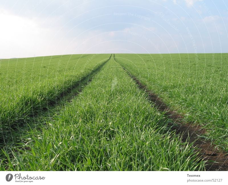 Weg zum Himmel Frühling Reifezeit Wiese frisch Gras grün Unendlichkeit Ferne aufstrebend Wachstum Wege & Pfade himmelwärts