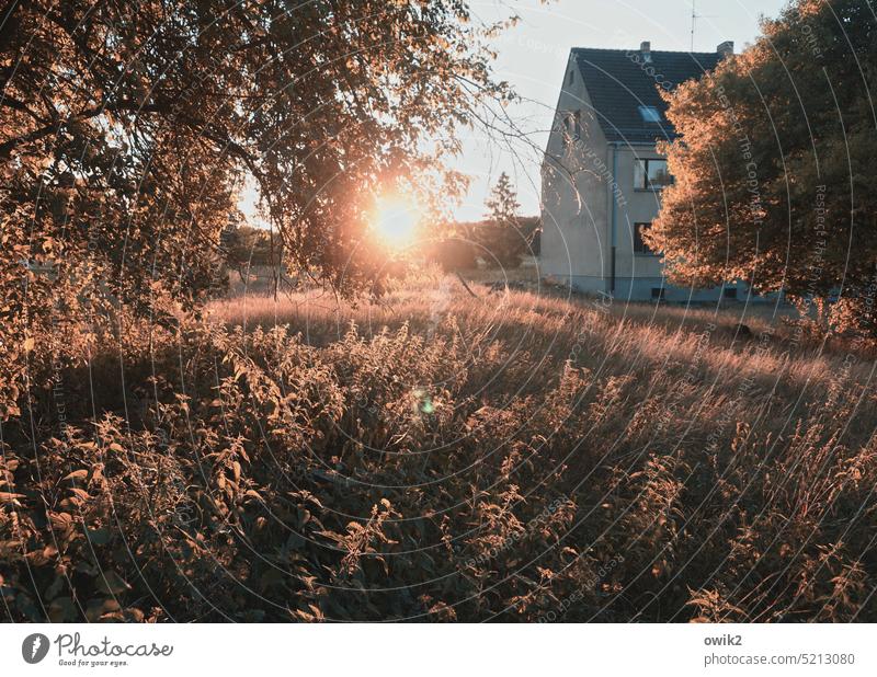 Kurz vor knapp Landschaft Natur Umwelt Horizont Sonne Sommer Sträucher Baum Gras Wärme Gebäude Dorf Haus Brennnessel Wand Mauer Fassade Fenster Dach Schornstein