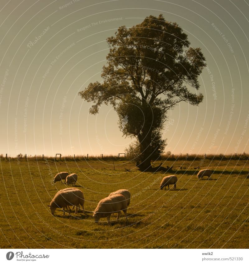 Rasenmäher Umwelt Natur Landschaft Pflanze Tier Wolkenloser Himmel Horizont Klima Schönes Wetter Baum Gras Schaf Schafherde Herde Fressen gehen genießen lecker