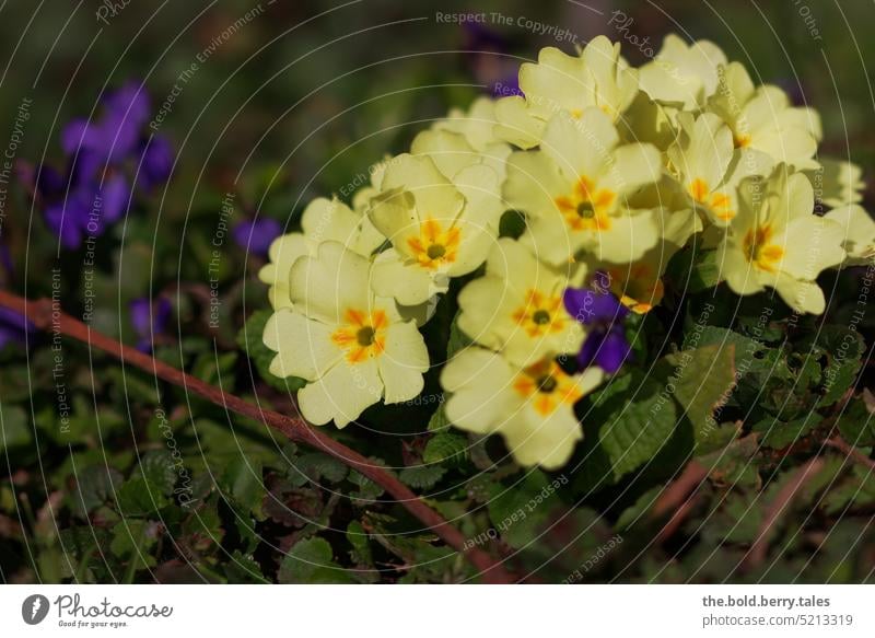 Gelbe Primeln Blumen Frühling grün gelb Blüte Blühend Garten Pflanze Außenaufnahme Farbfoto Frühlingsgefühle Schwache Tiefenschärfe Frühlingsblume