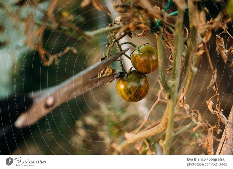 Schere schneidet Tomaten im Gewächshaus bei Sonnenuntergang. Selbstversorgungskonzept Gemüsegarten heimwärts nachhaltig nachhaltiger Lebensstil