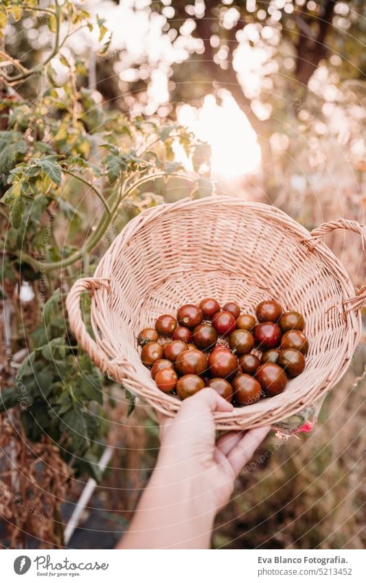 Unbekannte Frau, die einen Korb mit Tomaten in einem Gewächshaus in der Hand hält Gemüsegarten heimwärts Sonnenuntergang nachhaltig nachhaltiger Lebensstil