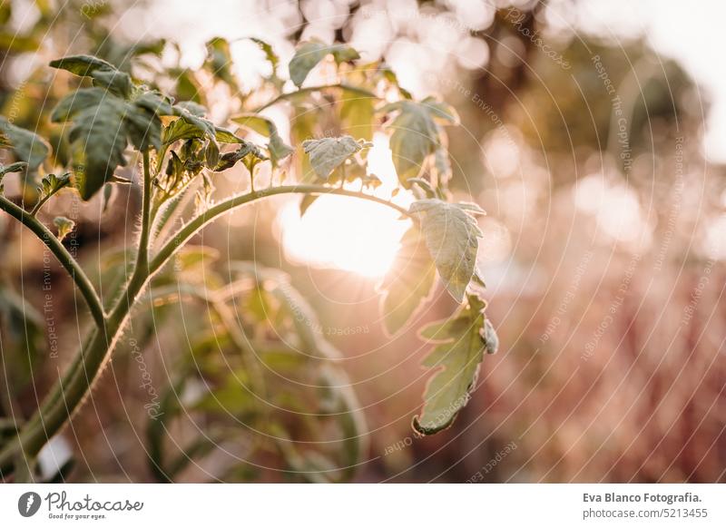 Tomatenblätter wachsen im Gemüsegarten im Hinterhof bei Sonnenuntergang. niemand. heimwärts Gewächshaus nachhaltig nachhaltiger Lebensstil