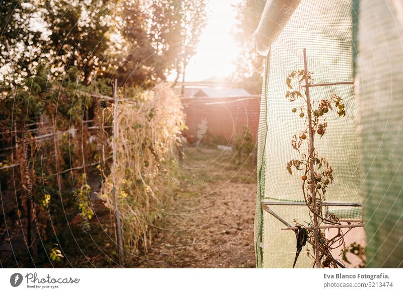 Tomaten wachsen im Gemüsegarten im Hinterhof bei Sonnenuntergang. niemand. Selbstversorgungskonzept heimwärts Gewächshaus nachhaltig nachhaltiger Lebensstil