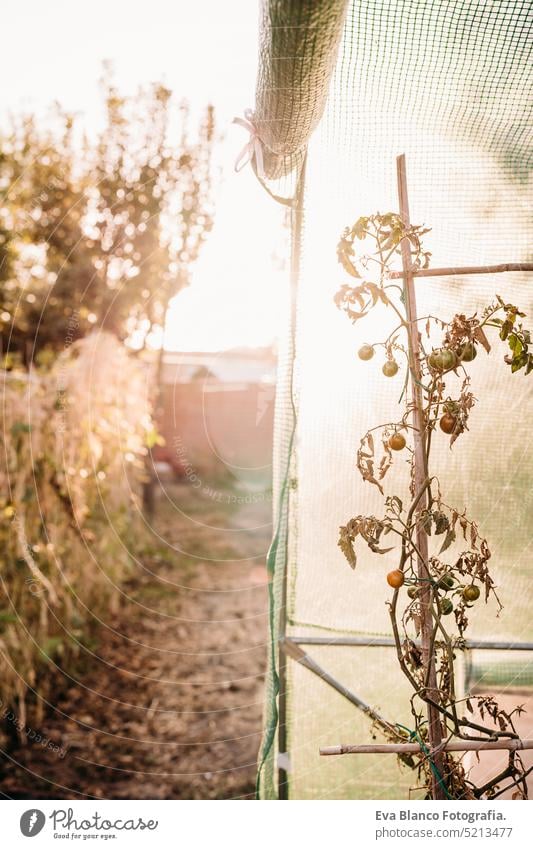 Tomaten wachsen im Gemüsegarten im Hinterhof bei Sonnenuntergang. niemand. Selbstversorgungskonzept heimwärts Gewächshaus nachhaltig nachhaltiger Lebensstil