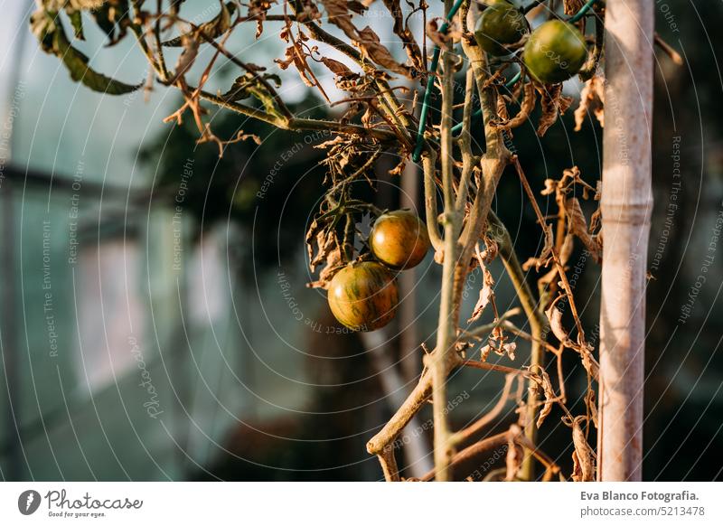 Tomaten wachsen im Gemüsegarten im Hinterhof bei Sonnenuntergang. niemand. Selbstversorgungskonzept heimwärts Gewächshaus nachhaltig nachhaltiger Lebensstil