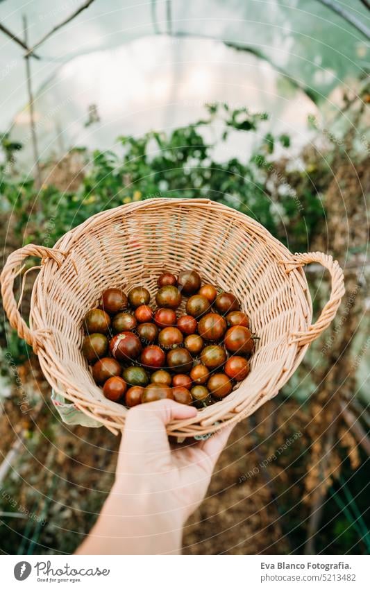 Unbekannte Frau, die einen Korb mit Tomaten in einem Gewächshaus in der Hand hält Gemüsegarten heimwärts Sonnenuntergang nachhaltig nachhaltiger Lebensstil