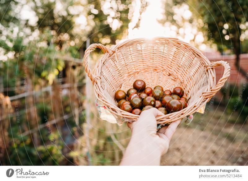 Unbekannte Frau, die einen Korb mit Tomaten in einem Gewächshaus in der Hand hält Gemüsegarten heimwärts Sonnenuntergang nachhaltig nachhaltiger Lebensstil