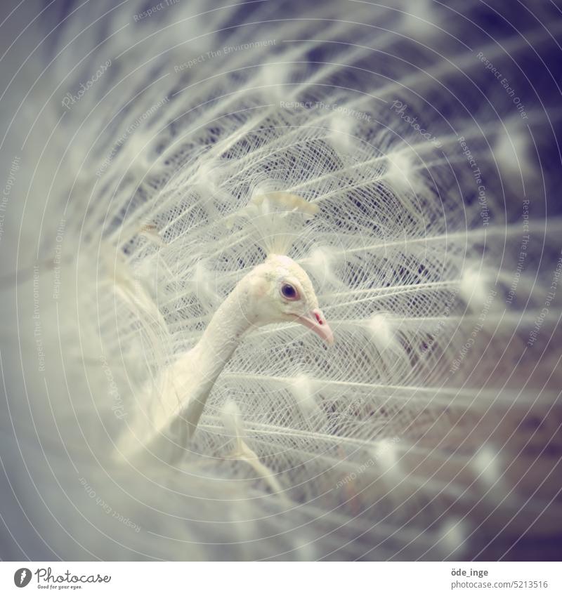 Siegfried weißer Pfau Leuzismus Schönheit Vogel Tier Feder Stolz Schnabel Pfauenfeder ästhetisch Tierporträt eitel Pfauenrad exotisch elegant schön Federkleid