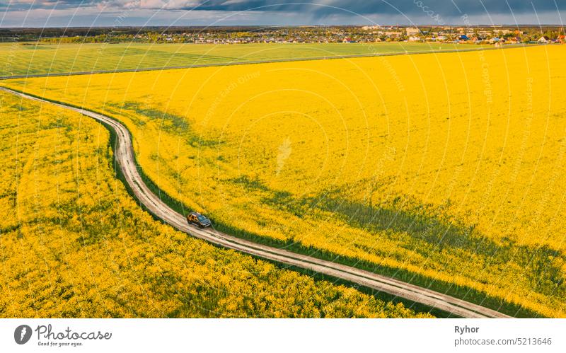 Luftaufnahme von Auto SUV geparkt in der Nähe der Landschaft Straße im Frühjahr Feld ländliche Landschaft. Blühende blühende Raps, Ölsaat im Feld Wiese im Frühjahr Saison. Blossom Of Canola Gelbe Blumen