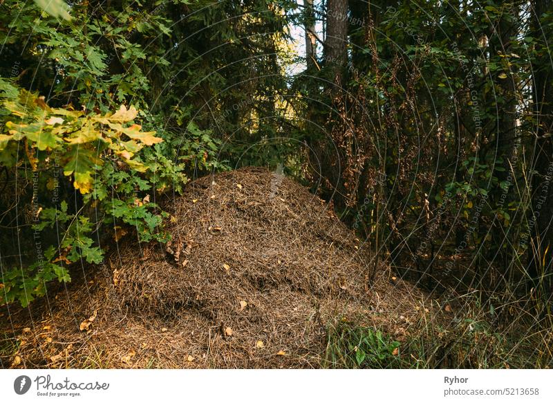 Rote Waldameisen - Formica Rufa in einem Ameisenhaufen unter einem Kiefernbaum. Rote Ameisenkolonie rufa weißrussland schwarz braun Wanze Kolonie Gemeinschaft