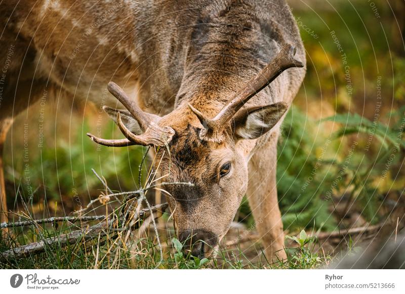 Weißrussland. Damhirsch oder Dama Dama grast im Herbst Wald. Nahaufnahme Hirsche Europa weißrussland Berezinsky Canis lupus Tierwelt Säugetier Natur