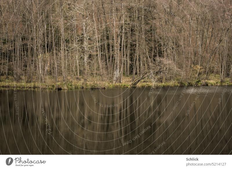 Waldweiher im Spätherbst Weiher Landschaft Spiegelung Bäume kahl Ufer mittig gedeckte Farben Farbfoto Natur Wasser Reflexion & Spiegelung ruhig Wasseroberfläche