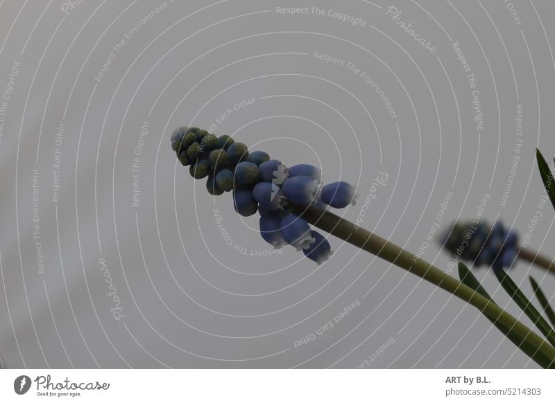 Traubenhyazinthen von rechts ins Bild gewachsen textfreieheit trauben traubenhyazinthen frühblüher unikat glöckchen garten blumig fotokunst blume blüte blüten