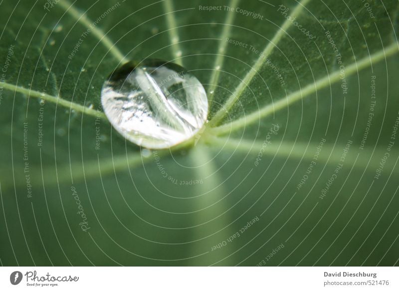 Perle der Natur Pflanze Tier Wasser Wassertropfen Frühling Herbst Blatt Grünpflanze grün schwarz weiß silber Blattadern feucht glänzend nass