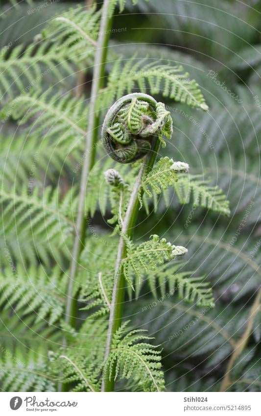 junger Farn entrollt sich Wachstum grün Frühling Austrieb Farbfoto Außenaufnahme Nahaufnahme Natur Pflanze Grünpflanze Blatt Detailaufnahme